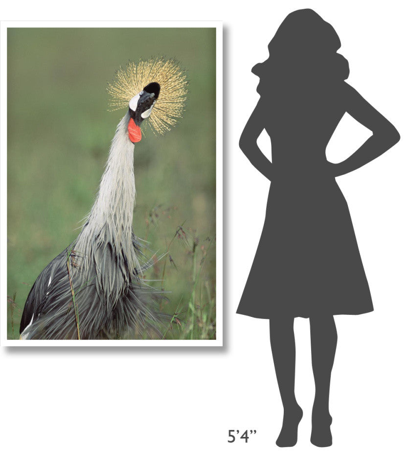 "Grey Crowned Crane, Kenya" Digital Paper Print by Tim Fitzharris, 34"x50"