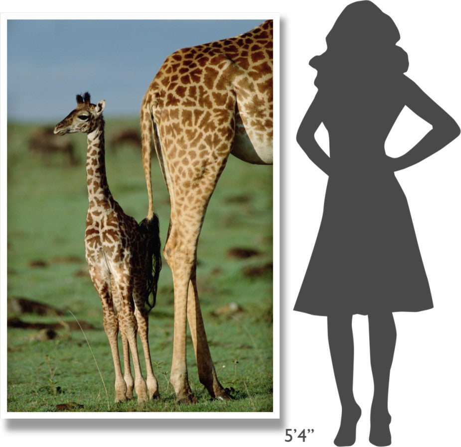 "Giraffe mother with young, Kenya" Paper Print by Tim Fitzharris, 42"x62"