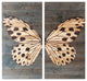 Two Piece Graceful Butterfly Wood Plank Wall Art