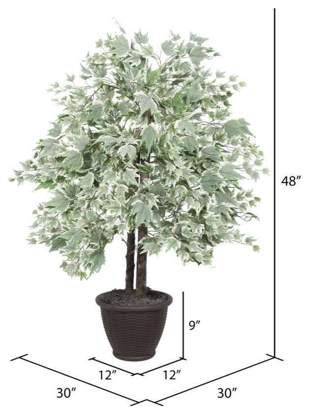 4' Silver Maple Bush