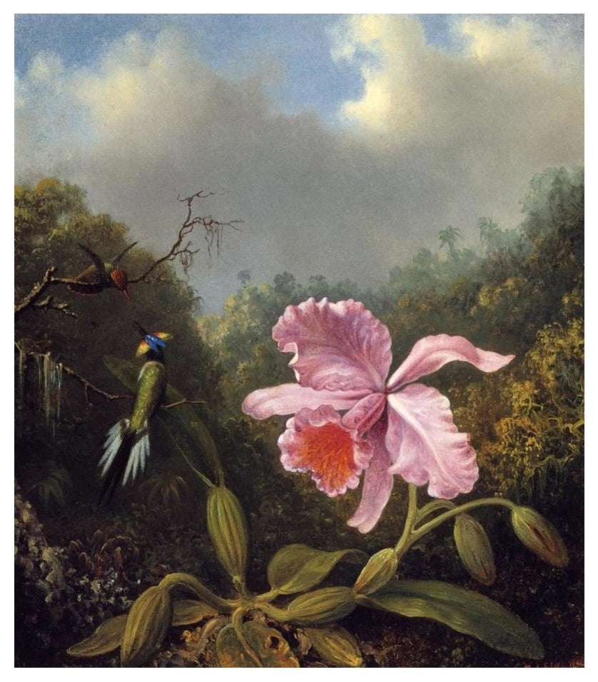 "Fighting Hummingbirds With Pink Orchid" Print by Martin Johnson Heade, 21"x24"