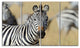African Zebra Close Up View, African Canvas Art Print, 48"x28", 4 Panels