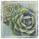 "Succulents II" Digital Paper Print by Wellington Studio, 42"x42"