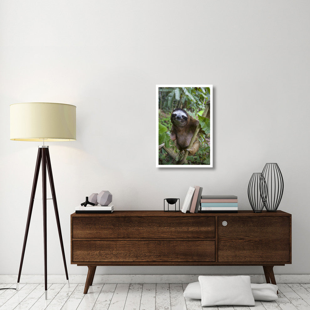 "Brown-throated 3-toed Sloth male, Aviarios Sloth Sanctuary" Paper Art, 22"x32"