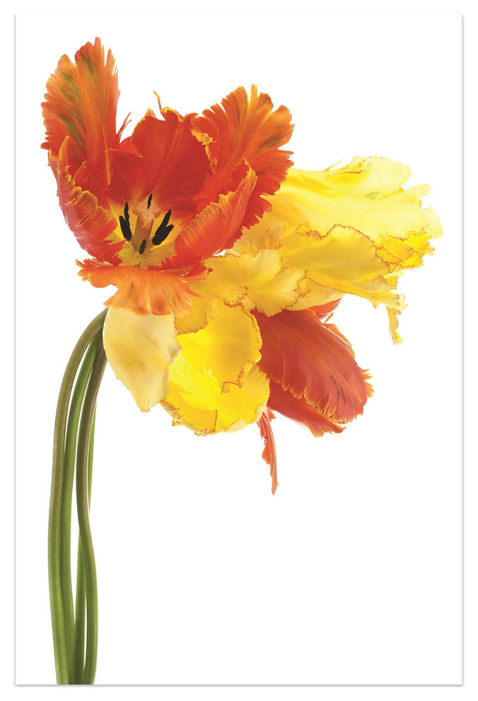 Orange Yellow Parrot Tulip Frameless Free Floating Tempered Art Glass Wall Art