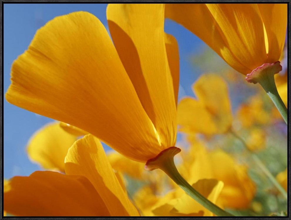 California Poppy Flowers, Antelope Valley, California, 32"x24"
