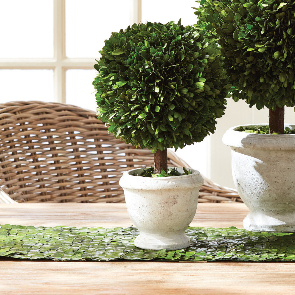 Boxwood Single 9" Diameter Ball Topiary In Pot