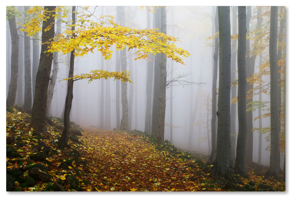 Martin Rak 'Forest Colors' Canvas Art, 32x22