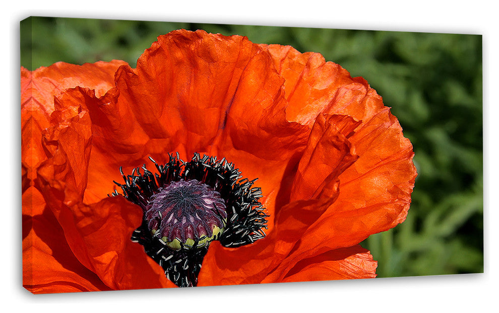 Close Up View of Red Poppy Flower, Floral Canvas Art Print, 32"x16"