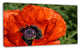 Close Up View of Red Poppy Flower, Floral Canvas Art Print, 32"x16"