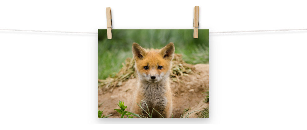 Coming Out (Baby Fox Pup) Wildlife Photography Unframed Wall Art Print, 8" X 10"