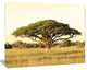 Acacia Tree on African Plain, Oversized African Landscape Canvas Art, 20"x12"