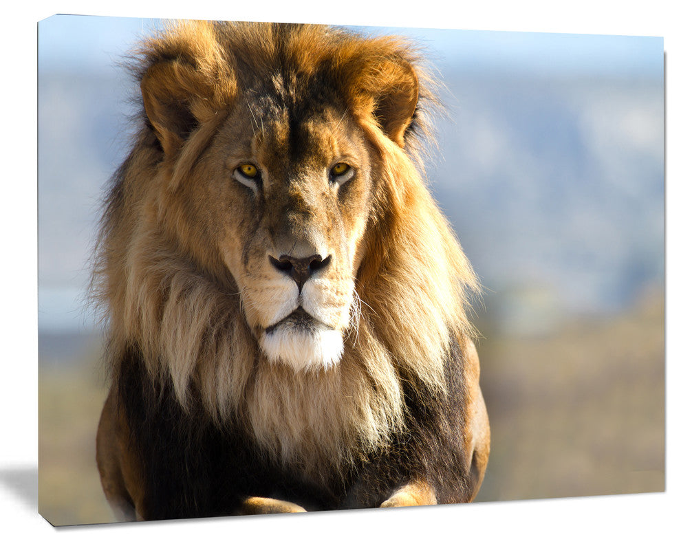 Fierce Face of King of the Wild, African Canvas Art Print, 20"x12"