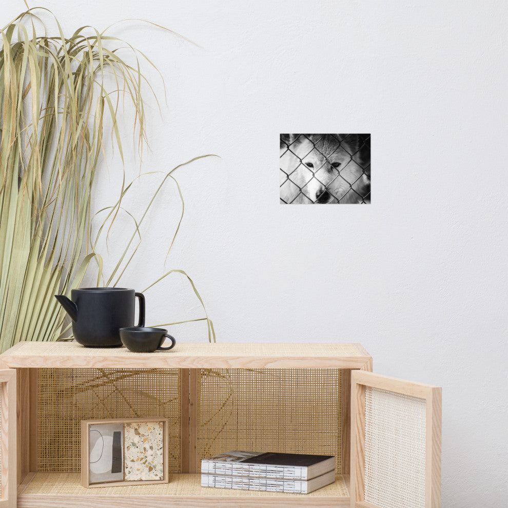 Dreams of Freedom Black & White Wildlife Photo (Wolf) Unframed Wall Art Print, 8" X 10"