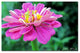 ''Zinnia'' Canvas Art by Kathie McCurdy