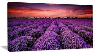 "Red Sunset Over Lavender Field" Wall Art Landscape, 32"x16"