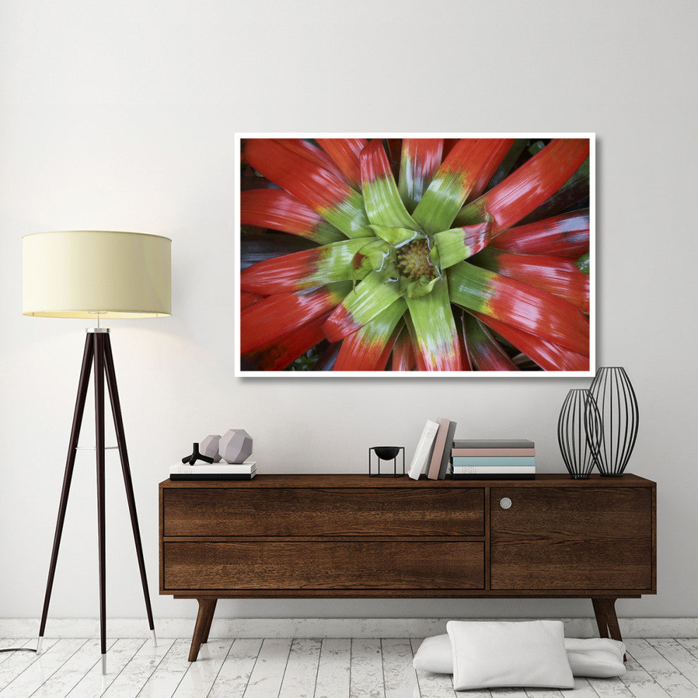 "Bromeliad flower, Costa Rica" Digital Paper Print by Tim Fitzharris, 62"x42"