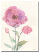 ''Camelia Blush'' Canvas Art by Sheila Golden