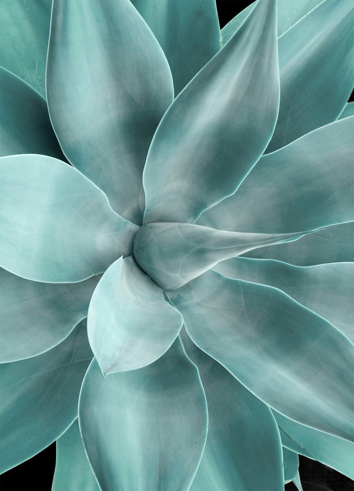 Shadow Agave Acrylic 2, Giclee Reproduction Artwork
