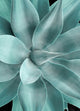Shadow Agave Acrylic 2, Giclee Reproduction Artwork