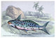 Pimelodus Insignis- Gallery Wrapped Canvas Art 28" x 42"