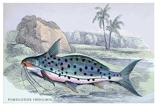 Pimelodus Insignis- Gallery Wrapped Canvas Art 28" x 42"
