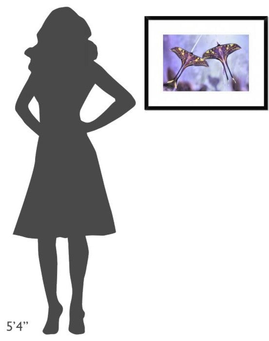 "Actias" Framed Digital Print by Jimmy Hoffman, 26"x20"