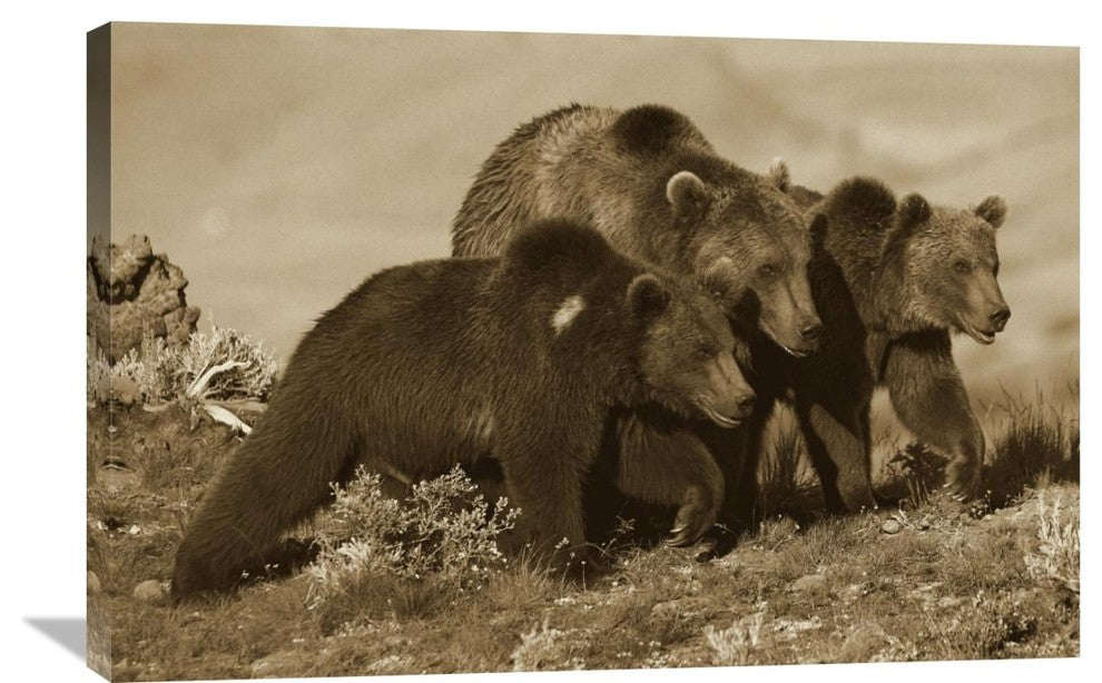 "Grizzly Bear Mother With Two One Year Old Cubs, North America" Artwork