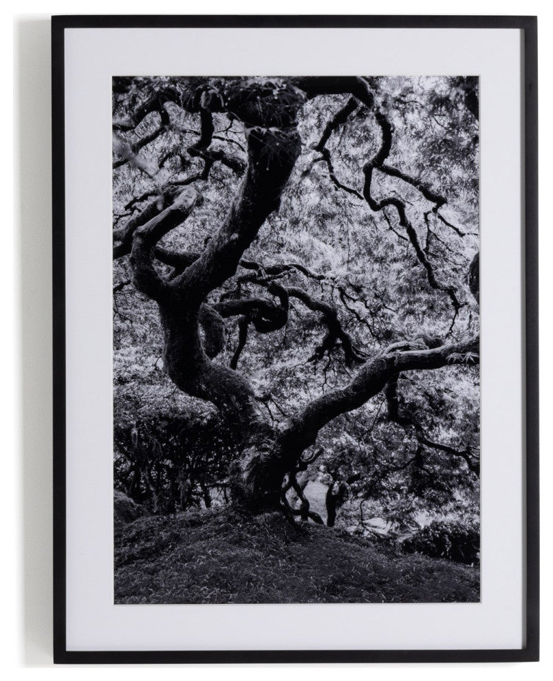 Tree Gaze Iv By Coup D'esprit