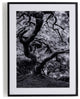Tree Gaze Iv By Coup D'esprit