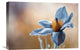 "Pasque" Stretched Canvas Giclee by Mandy Disher, 22x15"