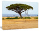 Acadia Tree and Cheetah in Africa, African Landscape Canvas Art, 40"x30"