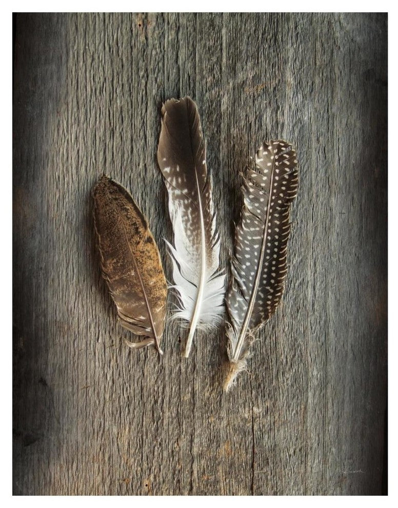 "Feather Collection II" Digital Paper Print by Sue Schlabach, 20"x26"