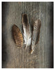 "Feather Collection II" Digital Paper Print by Sue Schlabach, 20"x26"