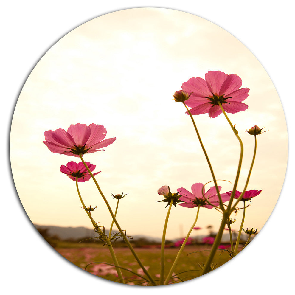 Blooming Cosmos Flower Field, Modern Floral Disc Metal Artwork, 36"