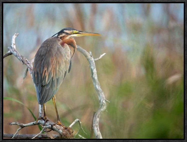 "Purple Heron" Framed Canvas Giclee by Milan Zygmunt, 23x17"