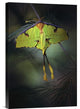 "Moon Moth" Stretched Canvas Giclee by Jimmy Hoffman, 12x18"