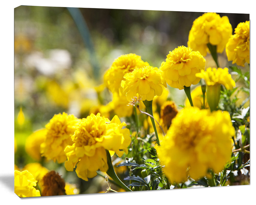 Bright Yellow Marigold Flowers, Floral Canvas Art Print, 40"x30"