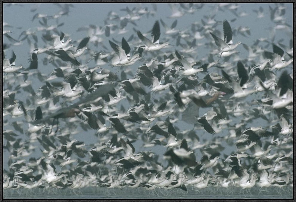 American Avocet Flock Erupting Into Flight, North America, 36"x24"