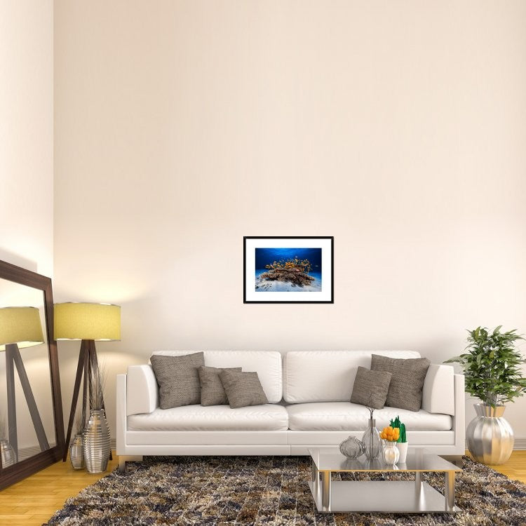 "Marine Life" Framed Digital Print by Barathieu Gabriel, 30x22"