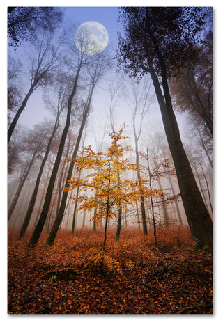 'Sentinel' Canvas Art by Philippe Sainte-Laudy