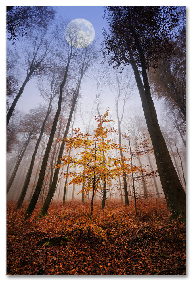 'Sentinel' Canvas Art by Philippe Sainte-Laudy