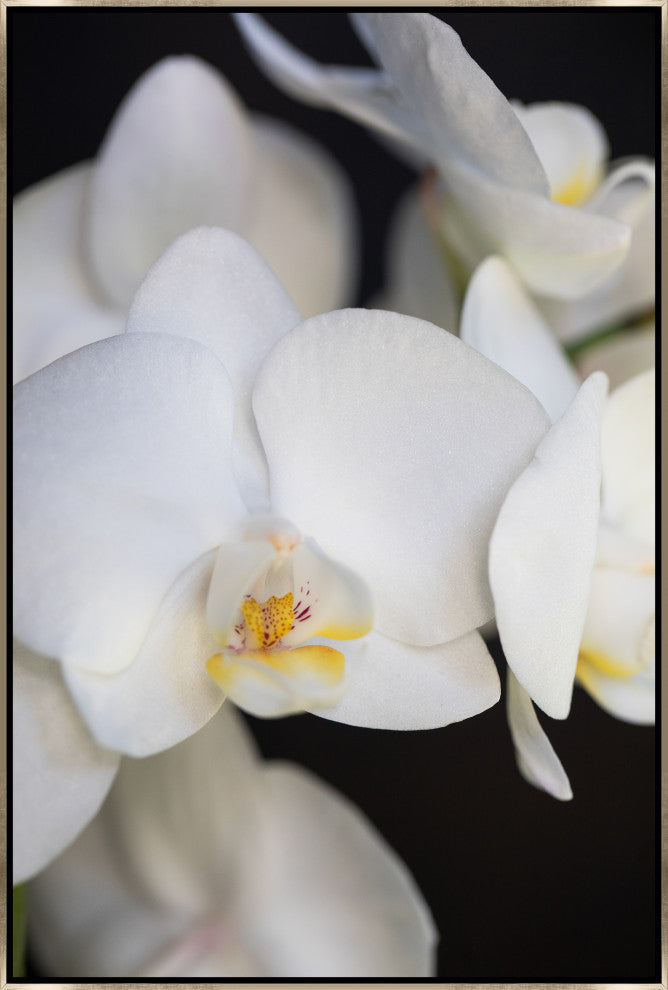30x45 Orchidaceae Series Naples Yellow IV, Framed Artwork, Silver