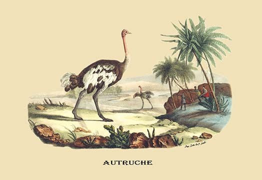 Autruche (Ostrich)- Gallery Wrapped Canvas Art 28" x 42"