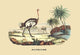 Autruche (Ostrich)- Gallery Wrapped Canvas Art 28" x 42"
