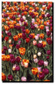 'Multi-Colored Tulips' Canvas Art by Kurt Shaffer