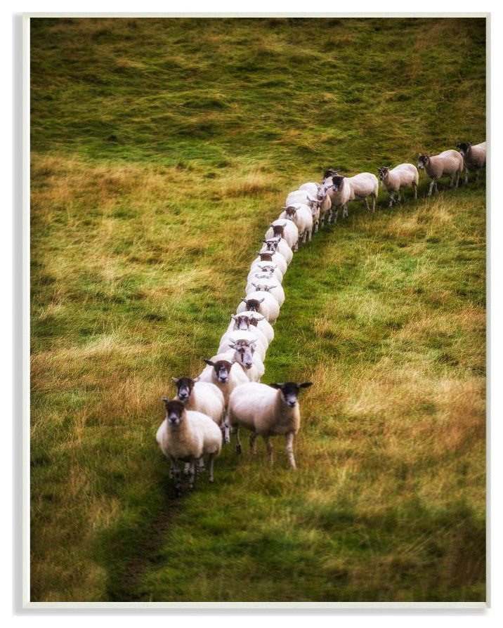 Sheep Line Farm Animal Landscape Photo, 10"x15"