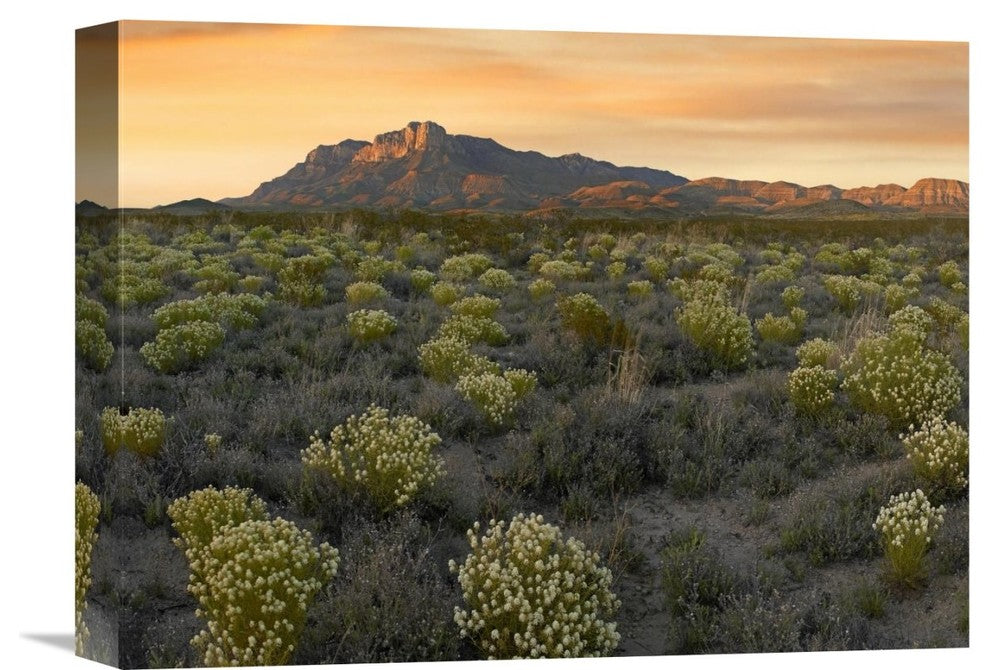 "Meadow Beneath El Capitan, Guadalupe Mountains National Park, Texas" Artwork