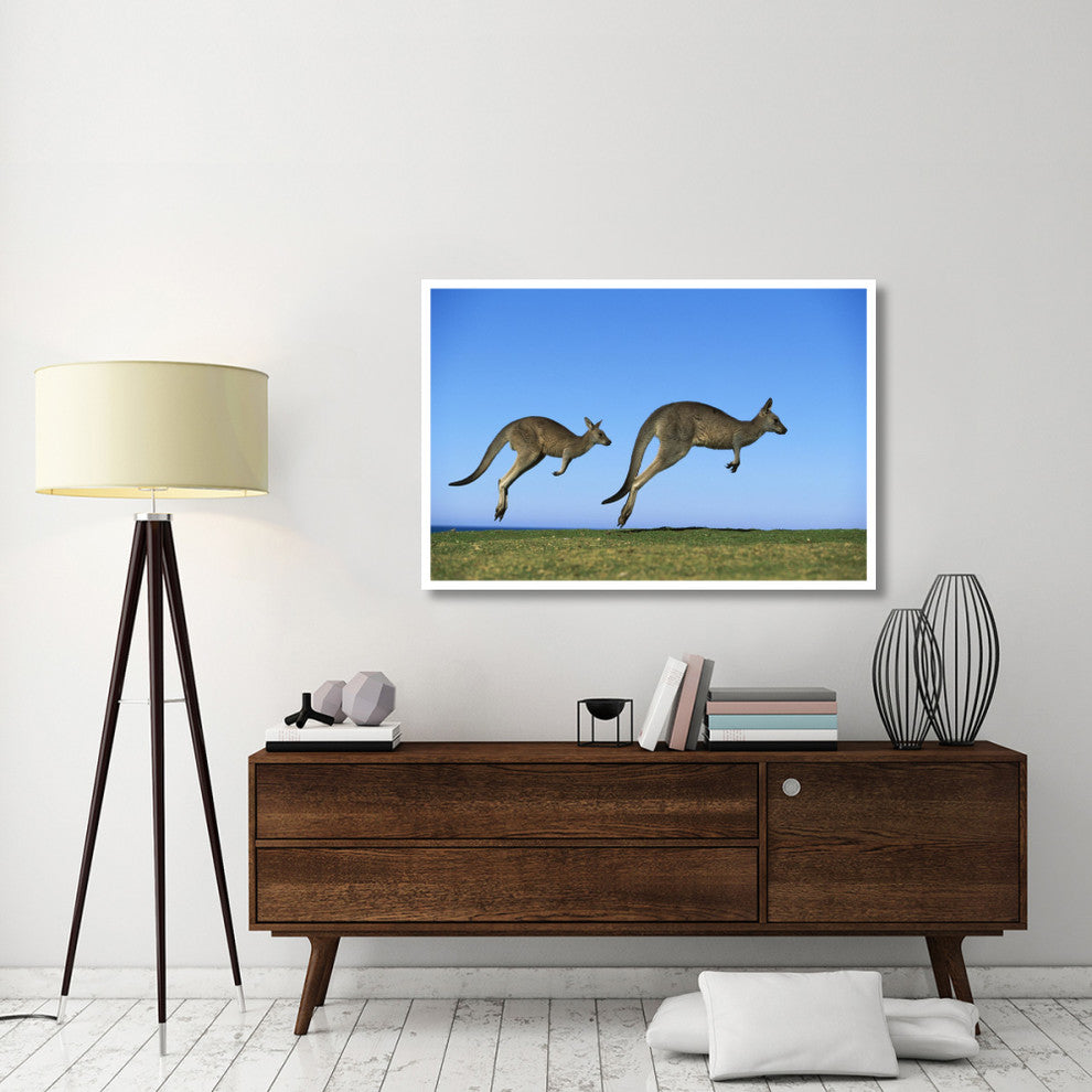 "Eastern Grey Kangaroo adults hopping, Murramarang NP" Paper Art, 50"x34"