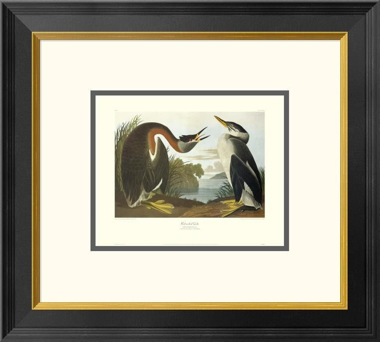 "Red-Necked Grebe (decorative border)"  by John James Audubon, 20x18"